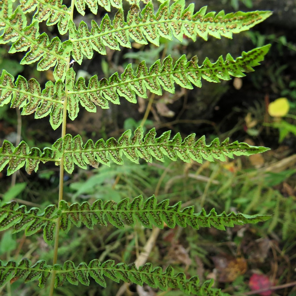 Изображение особи Thelypteris palustris.