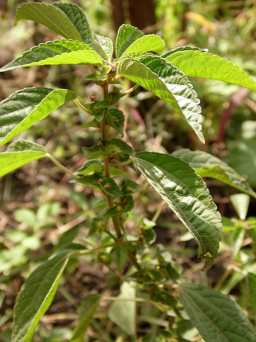 Image of Acalypha australis specimen.