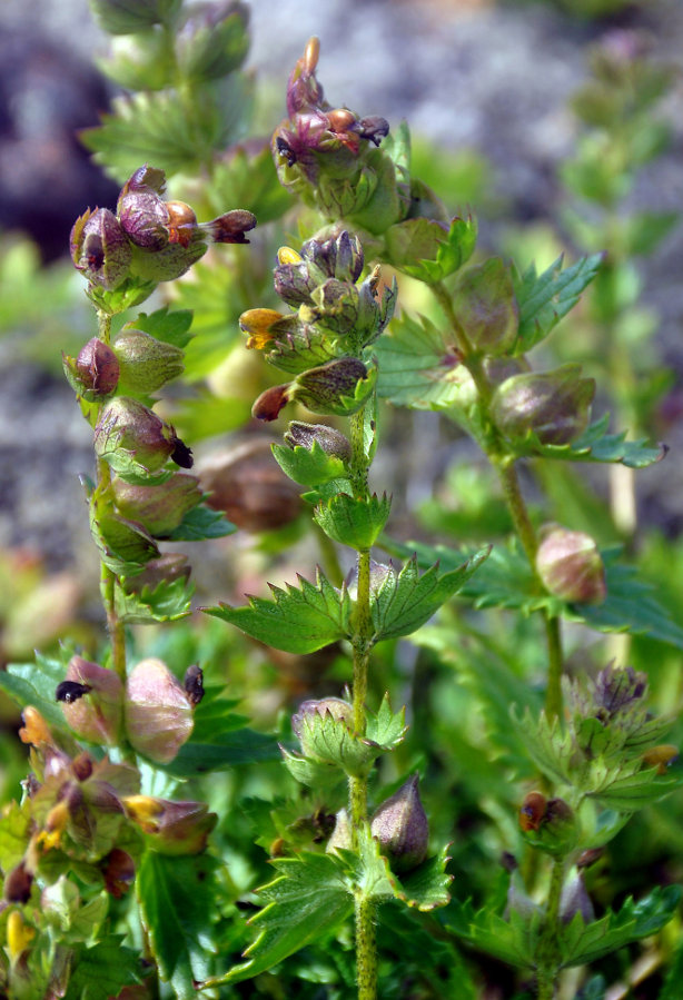 Image of Rhinanthus minor specimen.