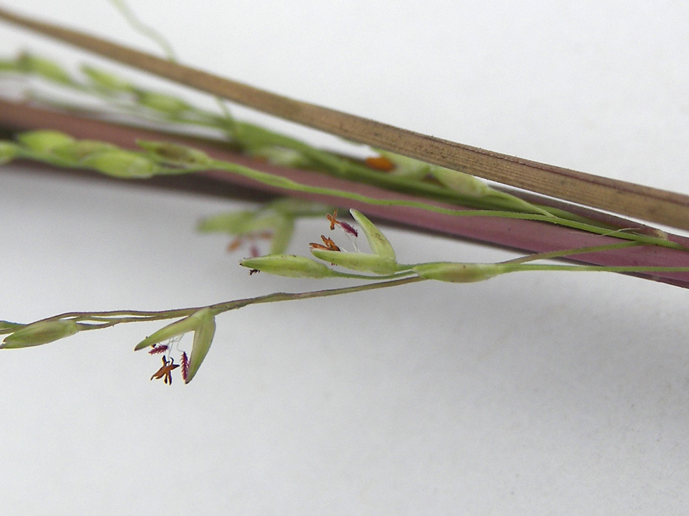 Image of Panicum dichotomiflorum specimen.