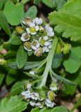 Lobularia arabica. Верхушки побегов с соцветиями с завязавшимися плодами. Израиль, Шарон, г. Герцлия, пос. Ноф Ям, высокий берег Средиземного моря. 15.11.2015.