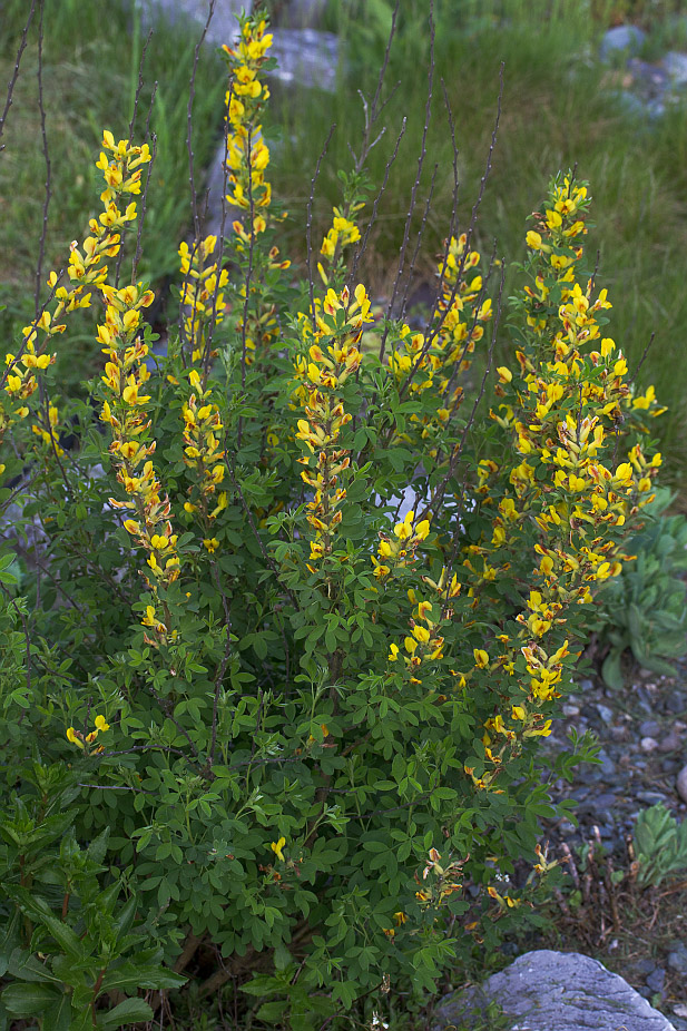 Изображение особи Chamaecytisus ruthenicus.