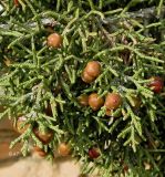 Juniperus phoenicea. Верхушки веточек со зреющими шишкоягодами. Испания, Кастилия-Ла-Манча, окр. г. Куэнка, горный склон. Январь.