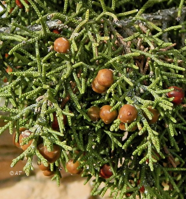 Image of Juniperus phoenicea specimen.