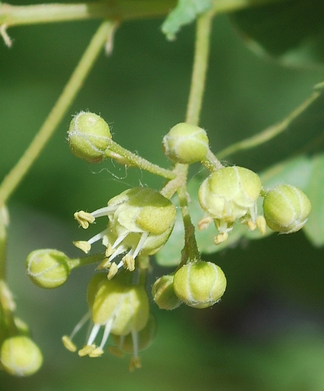 Image of Acer semenovii specimen.