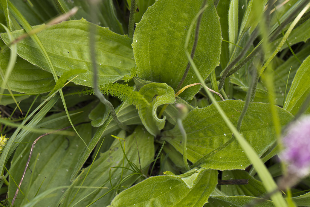 Изображение особи Plantago media.