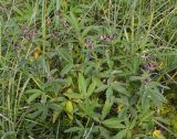 Comarum palustre