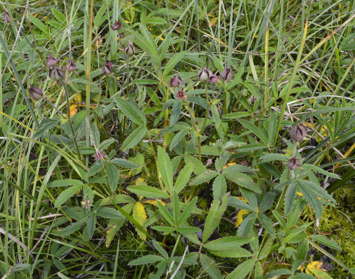 Image of Comarum palustre specimen.