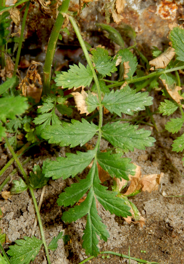 Изображение особи Potentilla supina.