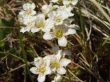 Saxifraga derbekii. Цветки. Магаданская обл., Ольский р-н, Ольское побережье, окр. мыса Нюкля, на сопке в траве. 09.07.2016.