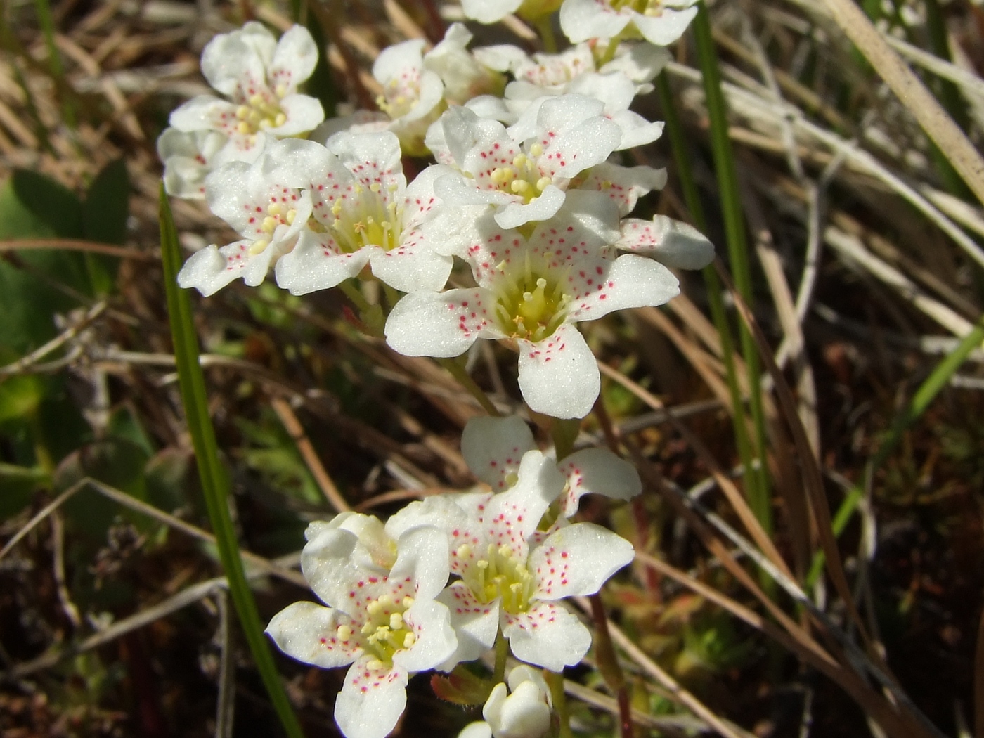 Image of Saxifraga derbekii specimen.