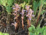 Orobanche coerulescens