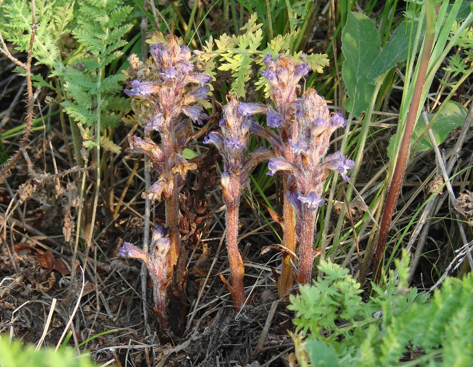 Image of Orobanche coerulescens specimen.