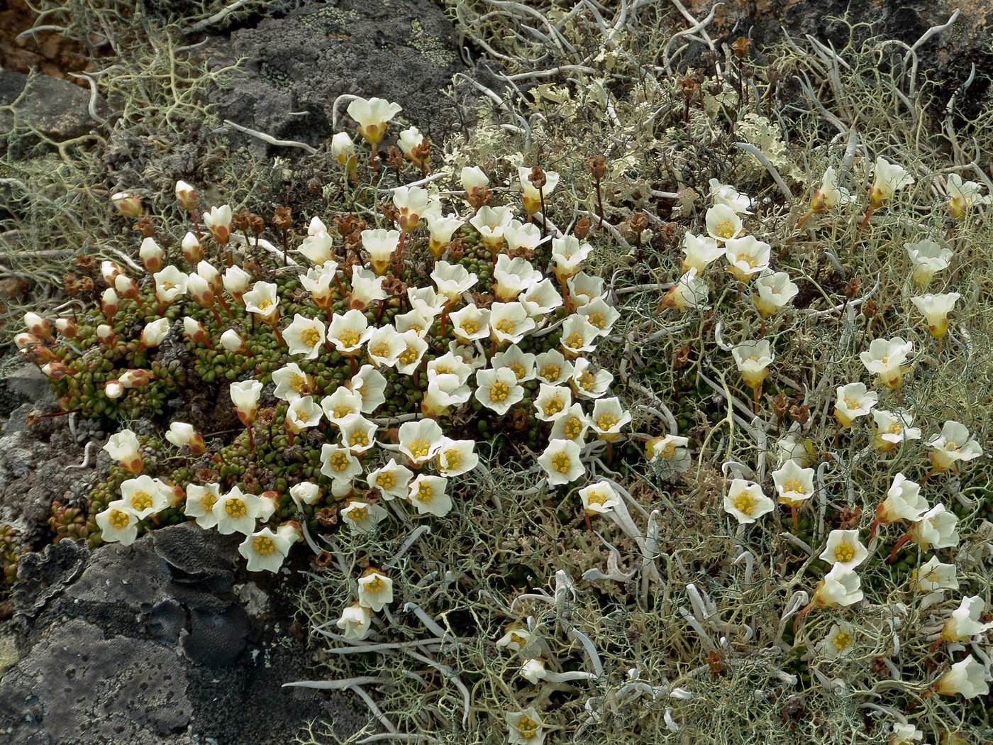 Image of Diapensia obovata specimen.