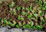Salix polaris