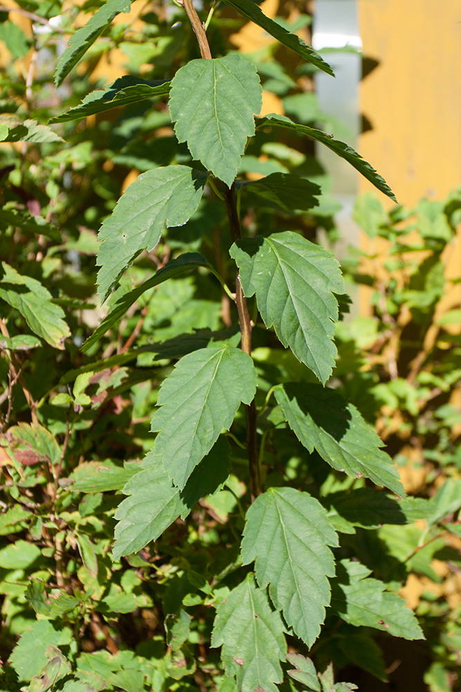 Изображение особи род Spiraea.