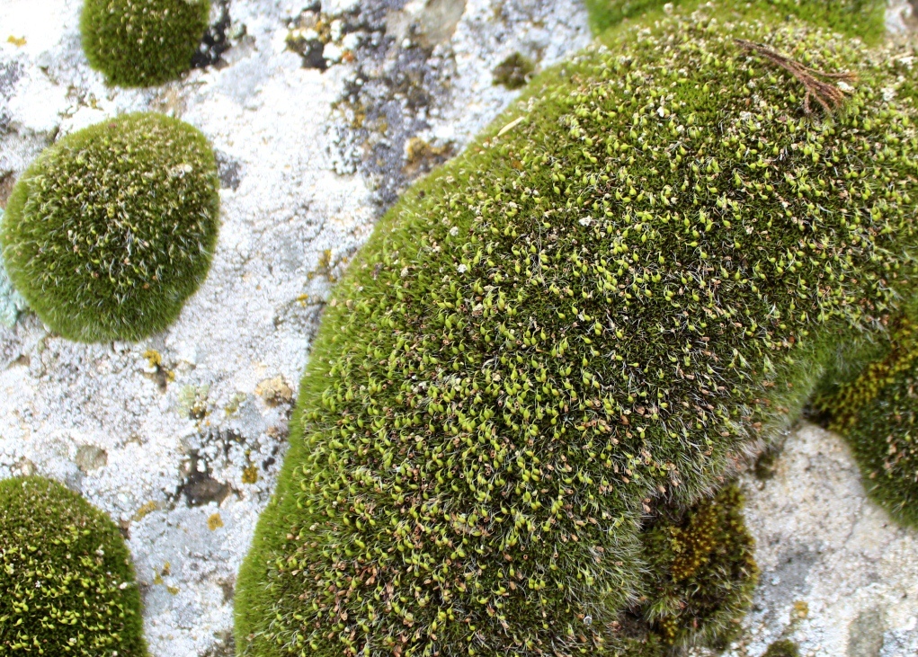 Image of genus Grimmia specimen.