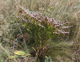Goniolimon tataricum