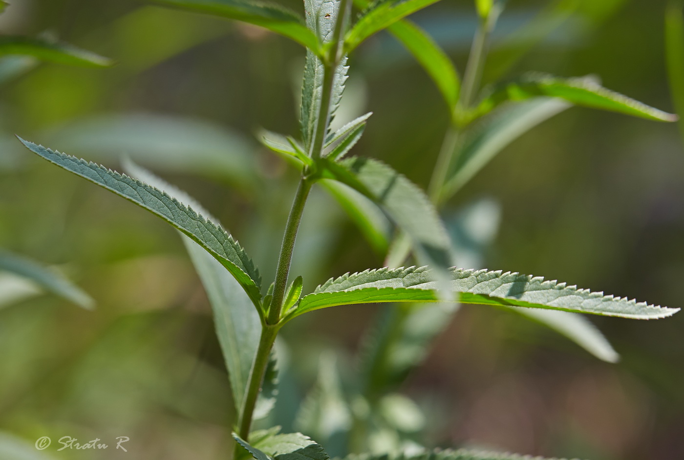 Изображение особи Veronica longifolia.