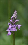 Dactylorhiza fuchsii