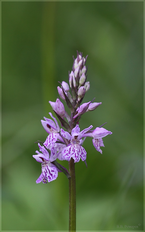 Image of Dactylorhiza fuchsii specimen.