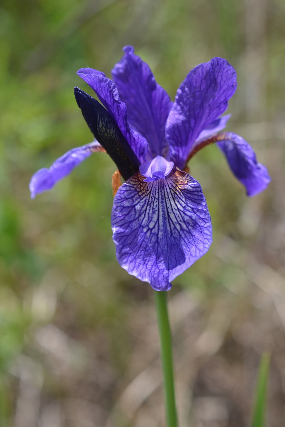 Изображение особи Iris sibirica.