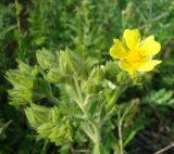 Potentilla recta. Соцветие. Пензенская обл., Лунинский р-н, окр. с. Белый Ключ, холм Чердак, луговая степь. 19 июня 2015 г.