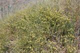 Ephedra distachya