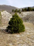 Juniperus foetidissima