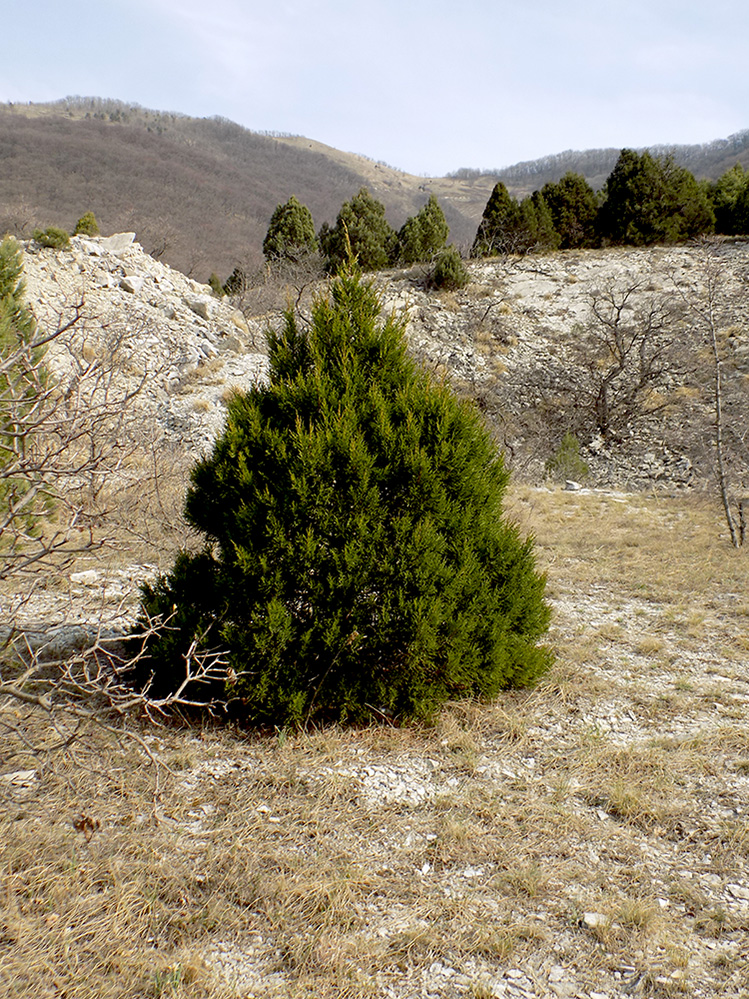 Image of Juniperus foetidissima specimen.
