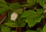 Isopyrum thalictroides