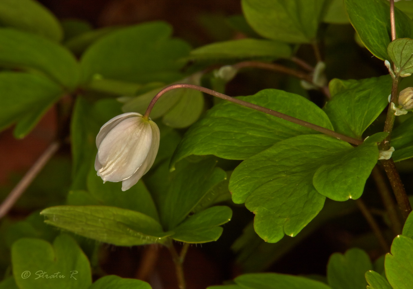 Image of Isopyrum thalictroides specimen.