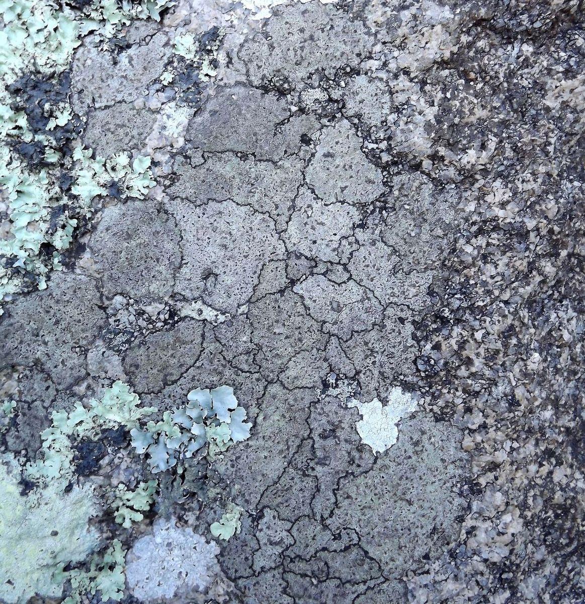 Image of division Ascomycota specimen.