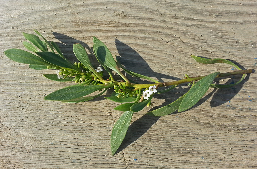 Image of Myoporum acuminatum specimen.