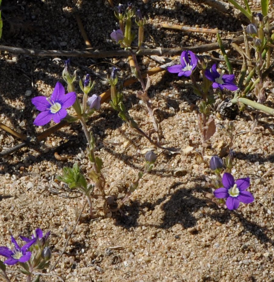 Image of Legousia speculum-veneris specimen.