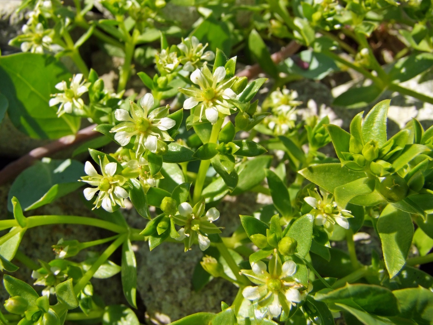 Image of Honckenya peploides ssp. major specimen.