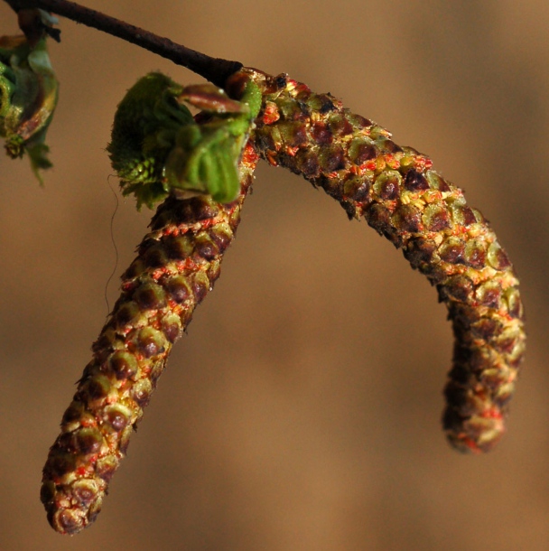 Изображение особи Betula platyphylla.