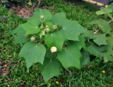 Hibiscus mutabilis. Верхушка ветви с бутонами. Малайзия, Куала-Лумпур, в культуре. 13.05.2017.