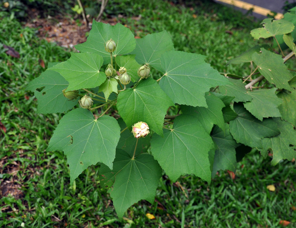 Изображение особи Hibiscus mutabilis.