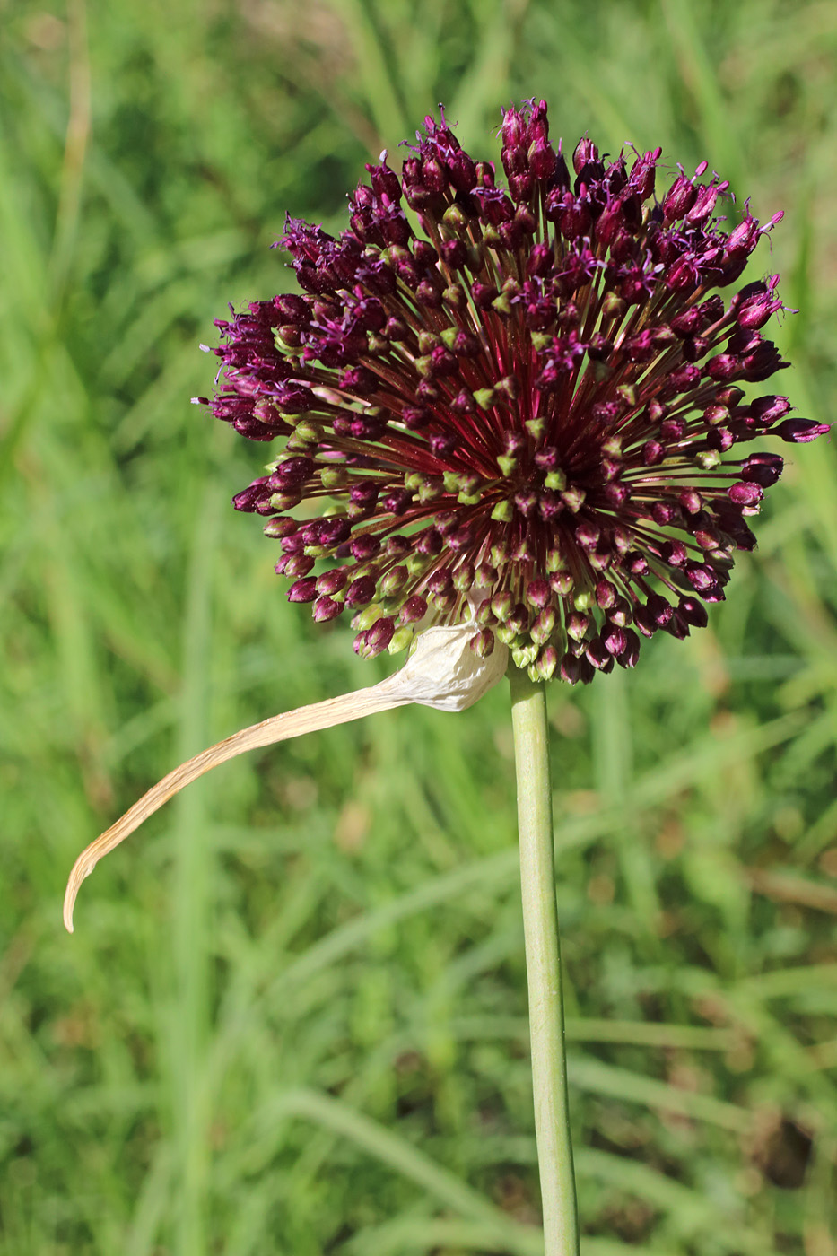 Image of Allium atroviolaceum specimen.
