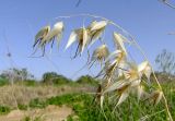 Avena sterilis. Соплодие. Израиль, Шарон, окр. г. Герцлия, обочина возделываемого поля. 06.03.2009.