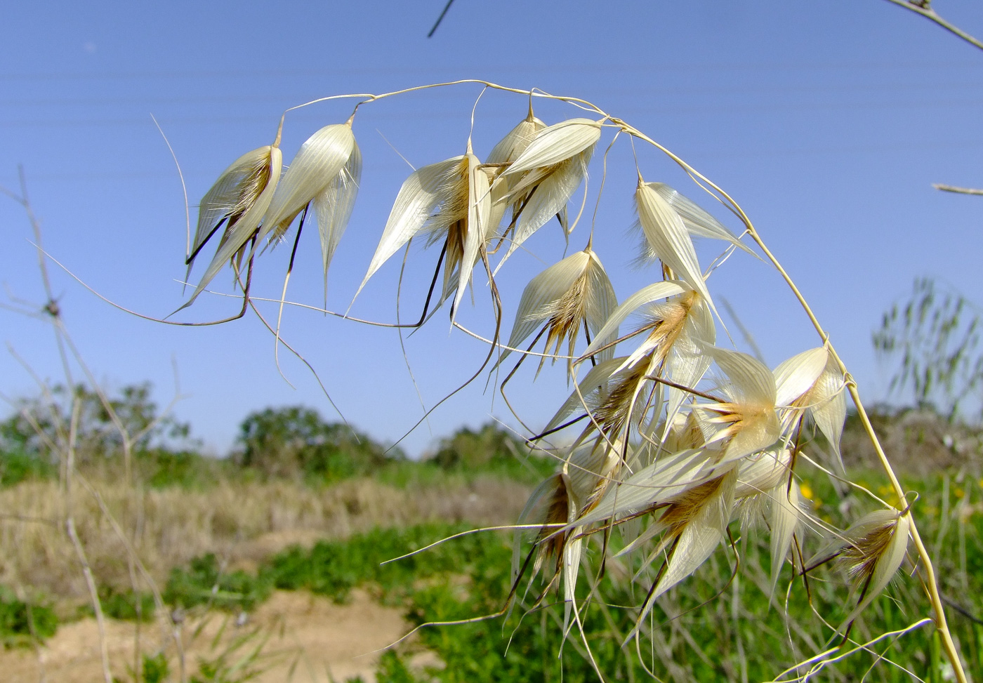 Image of Avena sterilis specimen.