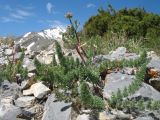 Schtschurowskia meifolia. Зацветающее растение. Южный Казахстан, Таласский Алатау, запов. Аксу-Джабаглы, пер. Улькен-Каинды, 2800 м н.у.м., пригребневая часть скалисто-щебнистого известнякового склона южной экспозиции. 11 июня 2017 г.