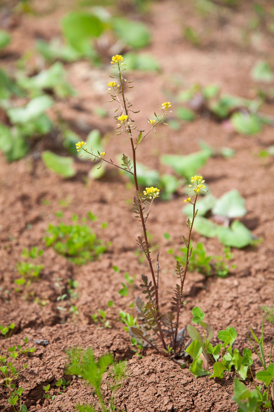 Изображение особи Rorippa palustris.