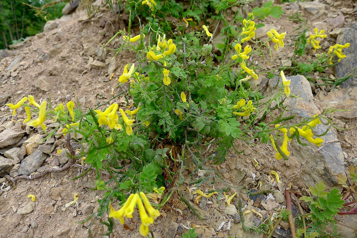 Изображение особи Corydalis speciosa.