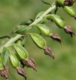 Epipactis subspecies degenii