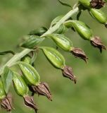 Epipactis helleborine ssp. degenii