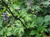 Aconitum moldavicum