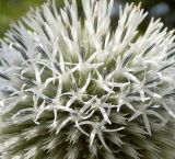 Echinops sphaerocephalus