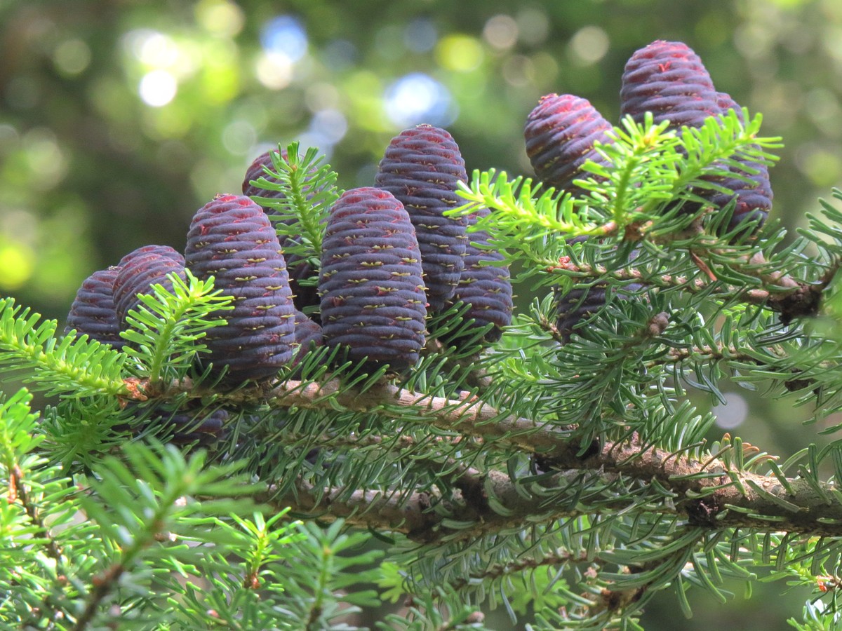 Изображение особи Abies koreana.